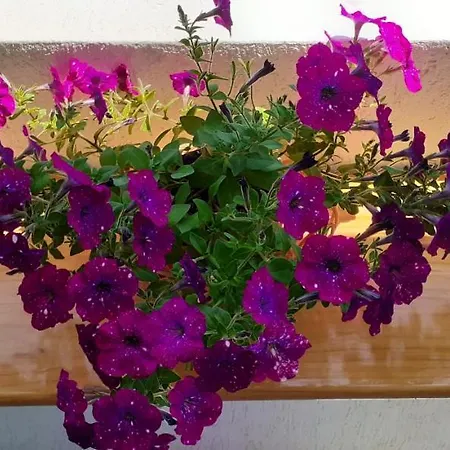 Apartament Maria's - Free Parking Area, No Ztl Cefalù